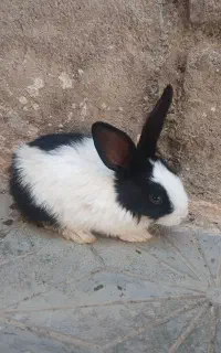 بچه خرگوش