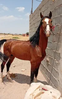 فروش اسب نر