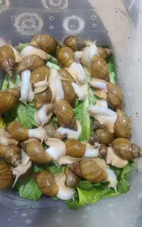 حلرزون مولد البینو