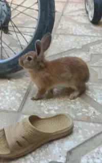خرگوش نژاد جرسی