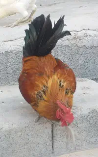 سه عدد خروس محلی‌ اصل و سر حال