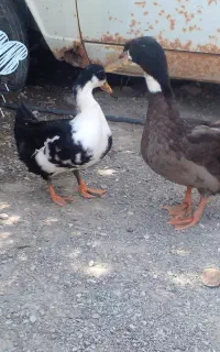 فروش اردک