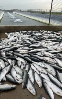 فروش ماهی سالمون کیلویی 550،000 تومان