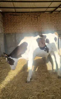 گوساله نر