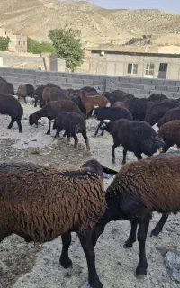 فروش بره افشاری پای پروار ۳۰کیلویی