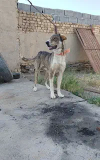 سگ عراقی گله و توله