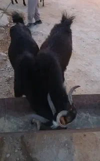فروش کهره نر
