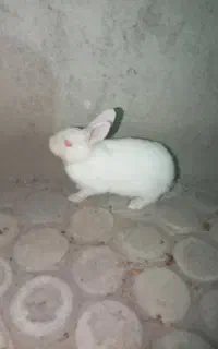 خرگوش معاوضه با کبوتر