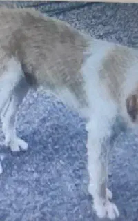 سگ نگهبان