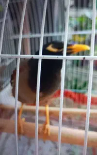 مرغ مینا سخنگو