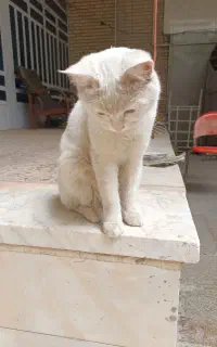 گربه خونگی