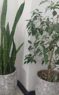 گل و گلدان
