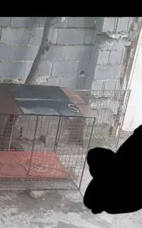قفس