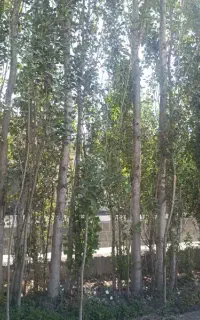 کاردر کارگاه ذغال