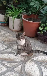 واگذاری گربه
