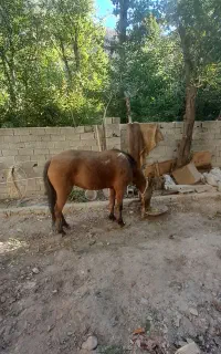 فروش اسب مادیان