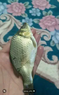 فروش ۵ تن ماهی کپور