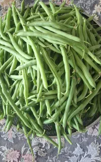 لوبیا سبز