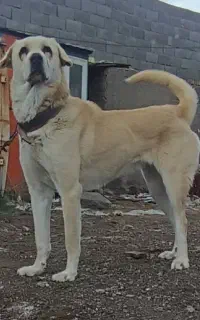 سگ ماده پژدر و پامر اشپیتز