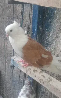 یک جفت جوجه