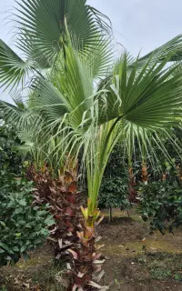 پالم واشنگتون