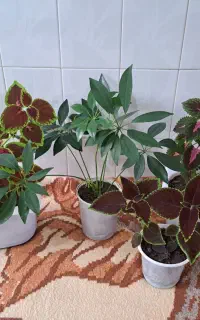 حسن یوسف و چند نوع گل