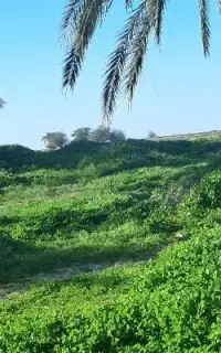 پیوند  زدن  کنار