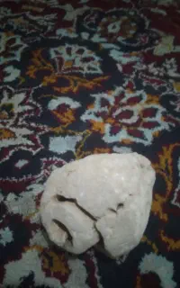 فسیل صدف دریای