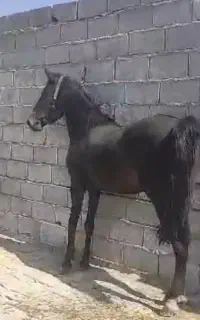 اسب اصیل وشجره دار مادیان و نریان