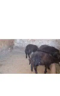 بره نر و ماده جنس افشاری نگهداری