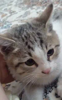 گربه خانگی
