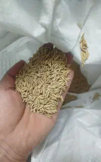 بذر شالی ندا