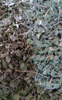 خریدار آویشن