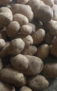 استخدام همکار خانم