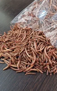 بهترین میلورم بازار را از ما بگیرید