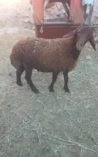 بره نر چاق