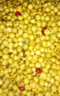فروش سیسه خورده فروشی وعمده فروشی