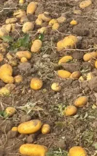سیب زمینی بذری اگریا