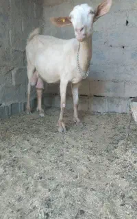 بز سانن اصل