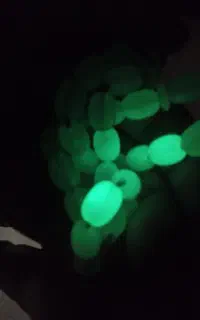 گوهر شب چراغ