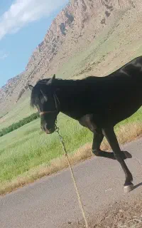 اسب نریان