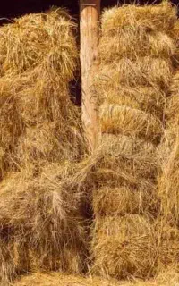 بازرگانی یونجه
