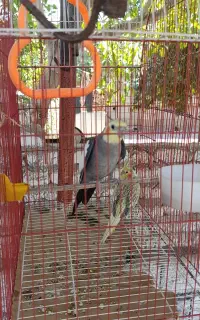 عروس هلندی