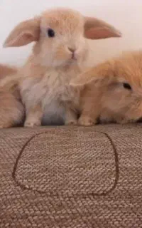 فروش توله خرگوش در انواع نژاد