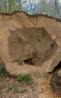 برش و هرس انواع چوب،خرید انواع چوب،فروش انواع چوب