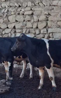 گوساله نر