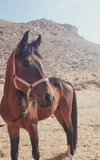 اسب ،فاروق