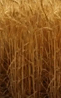 کرم موم زنبور