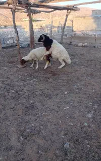 ورن
