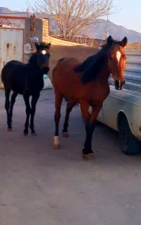 مادیون ۴ ساله با کره سیاه